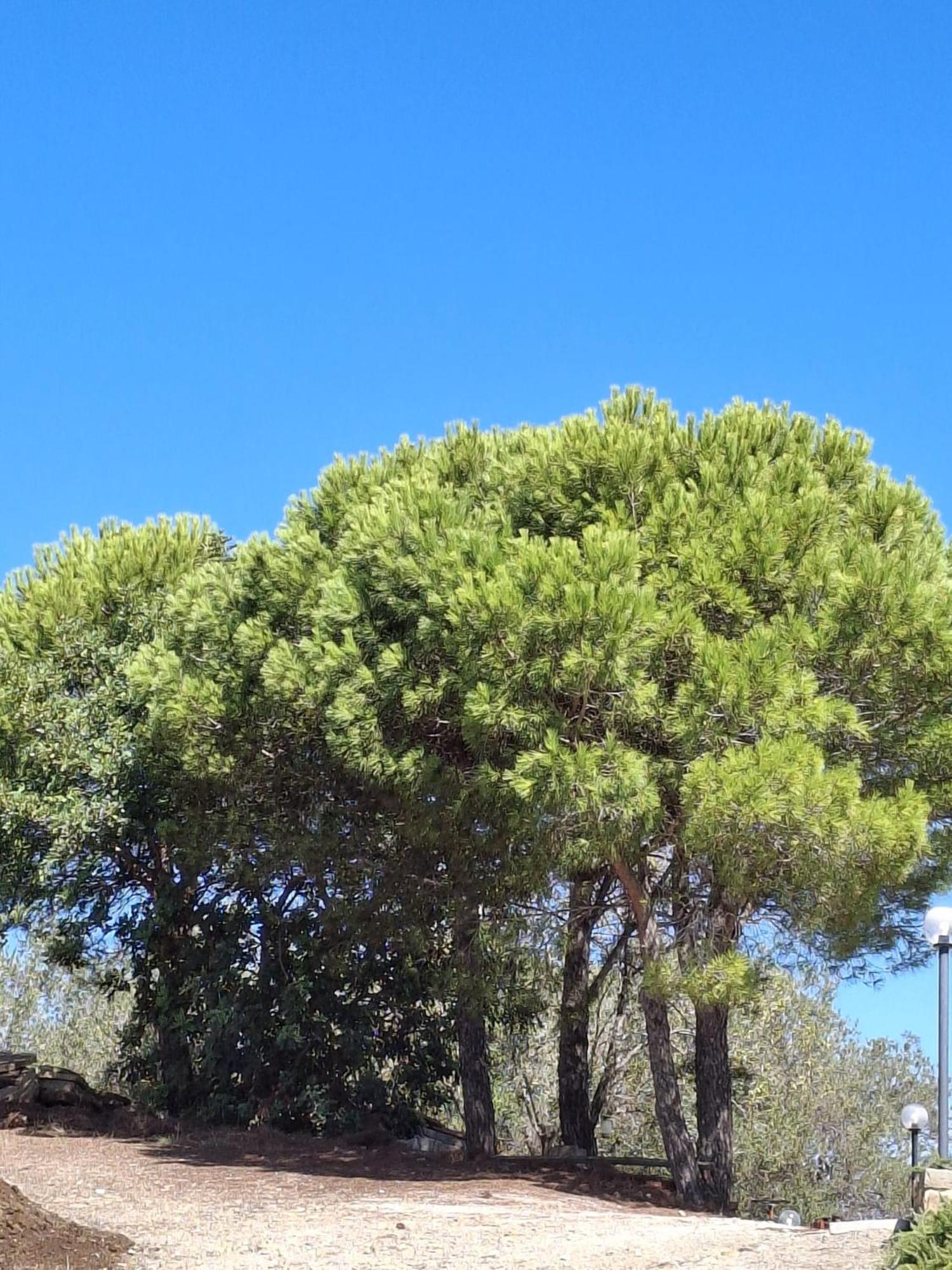 Tenuta Belvedere Cilento Montecorice Exterior foto